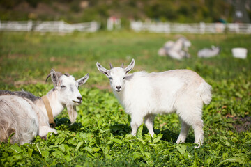 Obraz na płótnie Canvas Goat on a farm grazing in a meadow. Village landscape.