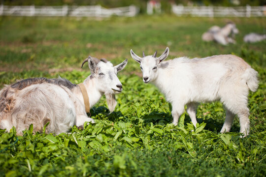 Goat on a farm grazing in a meadow. Village landscape.