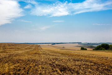 Agriculture field after harvesting wheat. Agriculture background