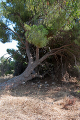 Athens, Greece / July 2022: Wine making facility ruins dating to 1875.