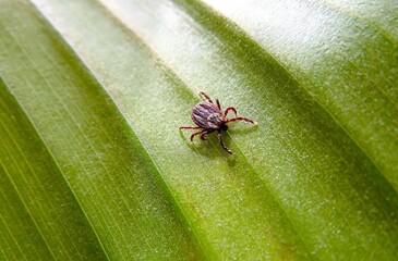 forest encephalitic mite on a green leaf close-up