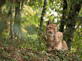 Lynx boréal dans un environnement forestier