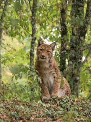 Naklejka na ściany i meble Lynx boréal dans un paysage forestier