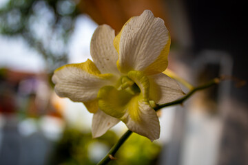 close up selective focus of beautiful white orchid or whiteyellow orchid or yellow orchid or...