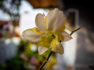 close up selective focus of beautiful white orchid or whiteyellow orchid or yellow orchid or Phalaenopsis or cymbidium with blurred background of garden