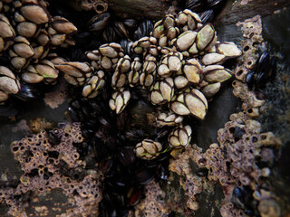 Mussels and barnacles on the beach of the cathedrals