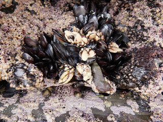 Mussels and barnacles on the beach of the cathedrals