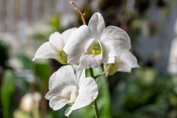 Close-up selective focus of beautiful white orchid or white moon orchid or Phalaenopsis or dendrobium arcuatum or dendrobium dearei or dendrobium formosum with blurred background of garden