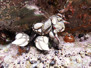 Mussels and barnacles on the beach of the cathedrals