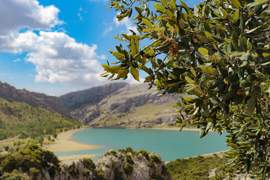 Querqus ilex or alzina mediterranea acorn grove with a lake or reservoir in the mountains in the background. 