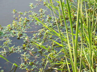 grass in the pond water
