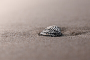 shell on the sand