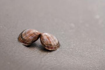 close-up of shell in the sand on the beach