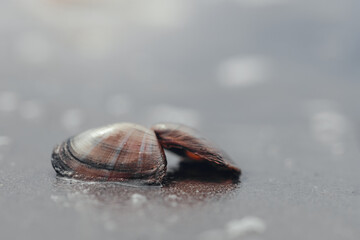 close-up of shell in the sand on the beach
