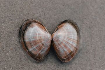 close-up of shell in the sand on the beach