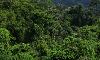Scenery of trees, forests and mountains.