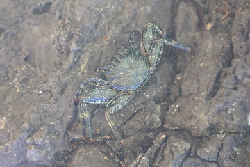 Crab on stone at Sancho beach, Fernando de Noronha, Pernambuco, Brazil