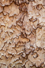 The intricate pattern of ponderosa pine bark, Yosemite National Park, california, USA