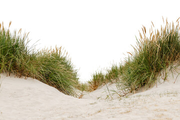 grass on the beach isolated on white background 