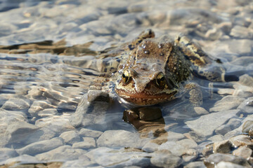 frog on the lake