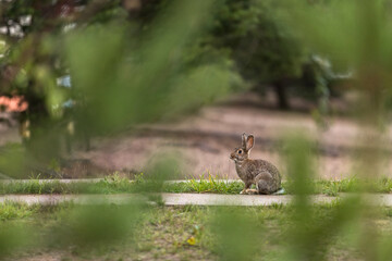 Obraz na płótnie Canvas Fluffy rabbit (hare) in its habitat