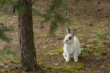 Naklejka na ściany i meble Fluffy rabbit (hare) in its habitat
