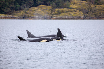 Fototapeta premium Orca in the water