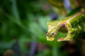 micro selective focus of a small grasshopper on a leaf with a blurry background of leaves
