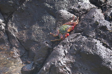 Crab on stone at Sancho beach, Fernando de Noronha, Pernambuco, Brazil