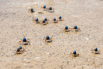 Blue soldier crabs army traverse the beach at low tide in Queensland, Australia. Mictyris longicarpus on sandy ocean beach