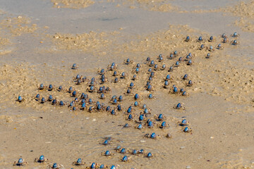 Fototapeta na wymiar Blue soldier crabs army traverse the beach at low tide in Queensland, Australia. Mictyris longicarpus on sandy ocean beach