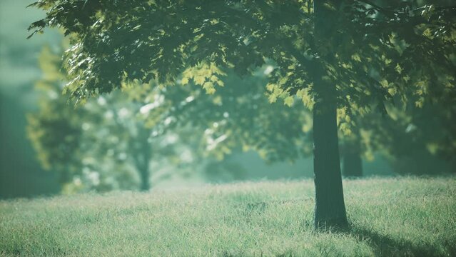 Big mapple tree with green leaves in a summer day