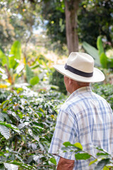 Vertical photo of elderly farmer looking at his coffee crops. Senior man looking at his field.