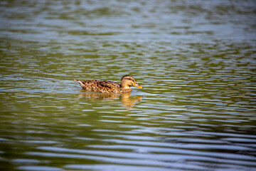Canard sur l'eau