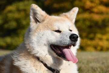 Akita inu