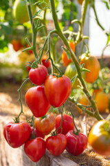 Fresh ripe tomatoes in a glass house. Variety of tomatoes.