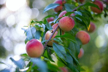 Natural fruit. Peaches on peach tree branches. Hairy ripe fruits in garden.