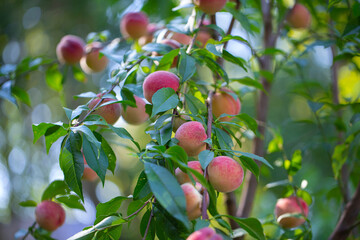 Natural fruit. Peaches on peach tree branches. Hairy ripe fruits in garden.