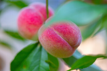 Natural fruit. Peaches on peach tree branches. Hairy ripe fruits in garden.
