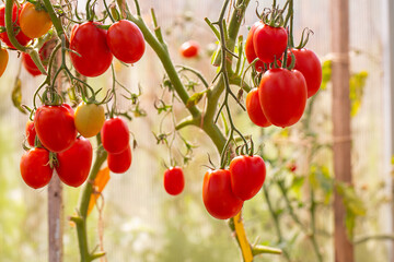 Fresh ripe tomatoes in a glass house. Variety of tomatoes.