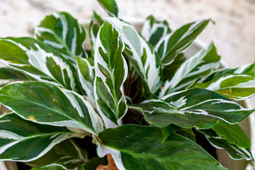 selected focus of white and green decorative or ornamental calathea varigata leaves plants