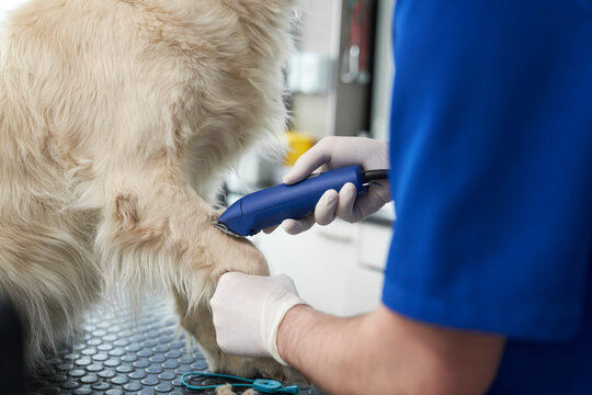 Part of male veterinarian preparing leg of dog to  taking blood sample