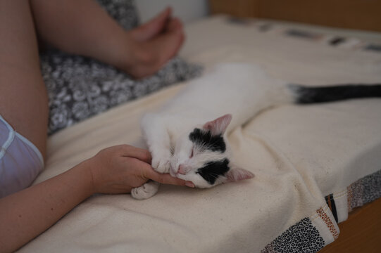White domestic cat sleeping in bed on female owner's hand, cozy ambient