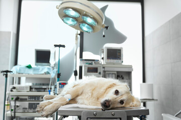 Close up of dog lying on operating table