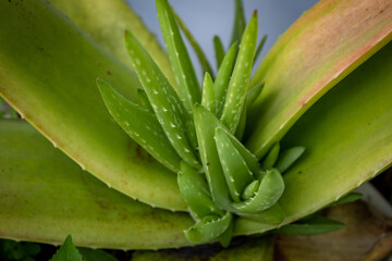 close up selective focus of aloe vera or aloevera or Chinese aloe or Cape aloe or Barbados aloe plant and leaves in the outdoor garden