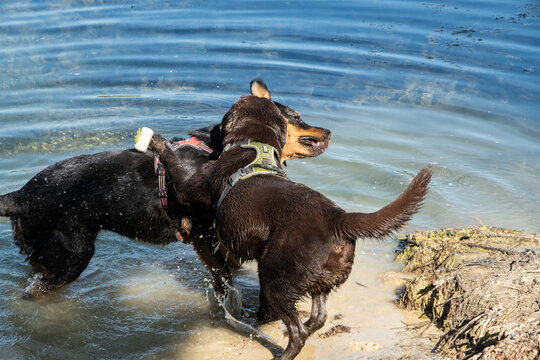 Chiens, libellules, oiseaux et autres insectes