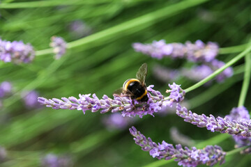 Chiens, libellules, oiseaux et autres insectes