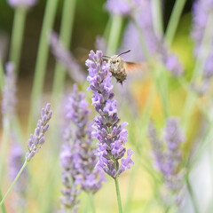Chiens, libellules, oiseaux et autres insectes