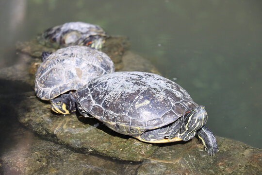 As the sun beats down on the calm waters of the pond, the water turtles bask in the warm light, their hard shells soaking up the heat. Suddenly, they slip beneath the surface.