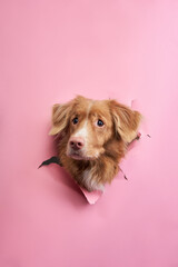 the dog looks out of the paper. funny Nova Scotia duck tolling retriever
